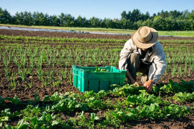 Sustainable Farming: A Pathway to a Greener Future