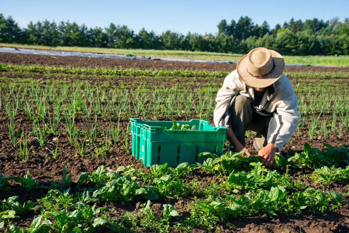 Sustainable Farming: A Pathway to a Greener Future