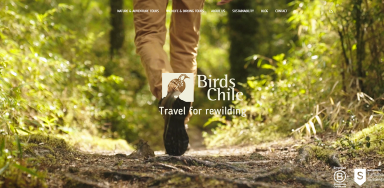 Birds Chile: Immersive Nature and Rewilding Adventures in Chile