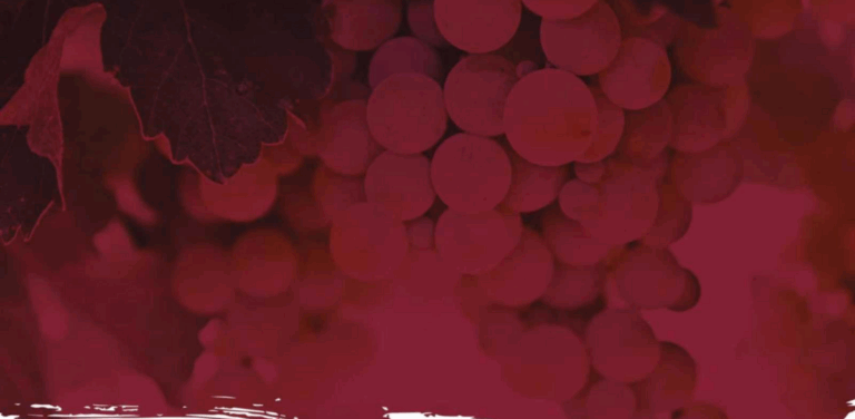 Bodegas.bio: Your Destination for Ecological and Sustainable Wines