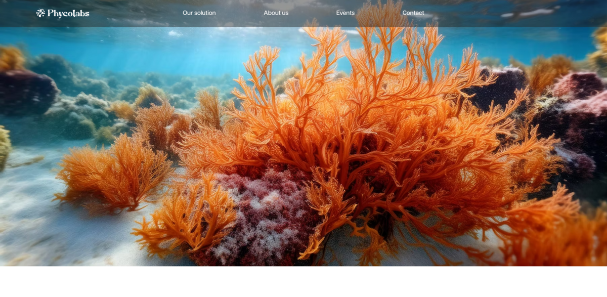 sustainable textiles from seaweed