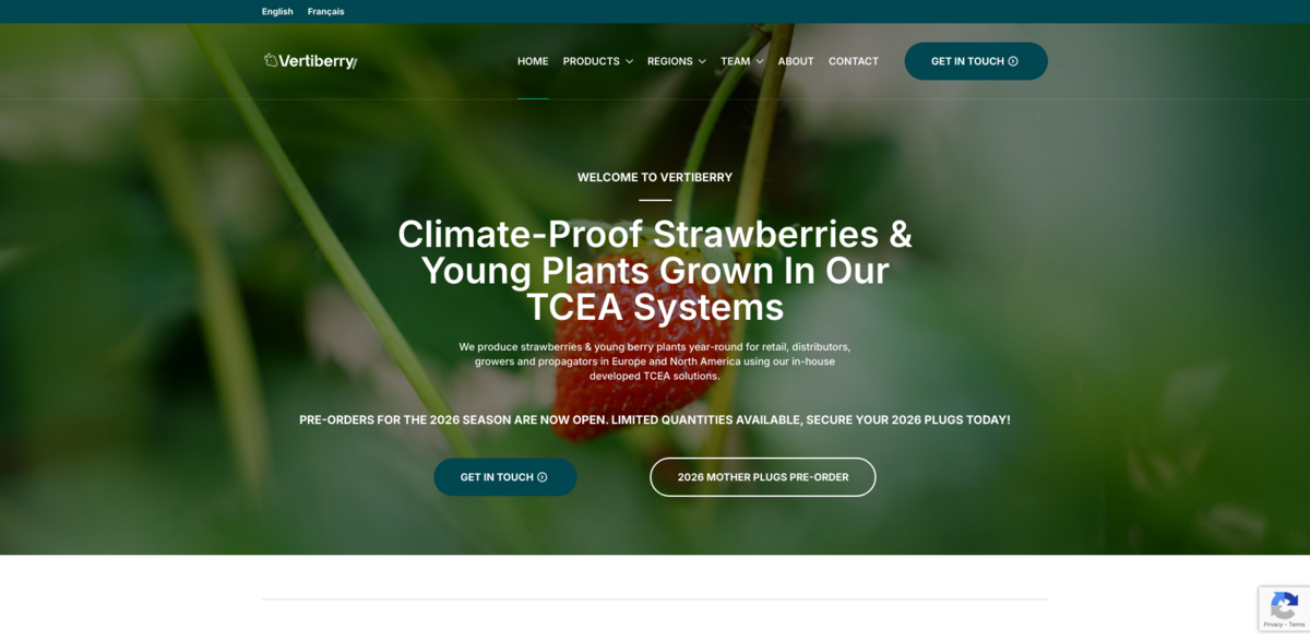 Vertiberry strawberries